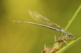 /album/sidelko-brvonohe-platycnemis-pennipes-white-legged-damselfly/a328477-jpg/