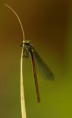 /album/sidelko-rumenne-large-red-damselfly/a320510-jpg/