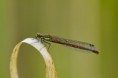 /album/sidelko-rumenne-large-red-damselfly/img-4507-jpg/