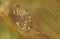 /album/modrasek-podobny-plebejus-argyrognomon-/modrasek-podobny-01-jpg/
