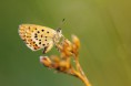 /album/modrasek-podobny-plebejus-argyrognomon-/modrasek-podobny-03-jpg/
