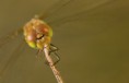 /album/vazka-obecna-sympetrum-vulgatum/vazka-obecna-oci-jpg/