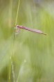 /album/sidelko-brvonohe-platycnemis-pennipes-white-legged-damselfly/sidelko-brvonohe-jpg/